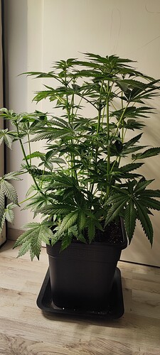 Growreport Bild 6