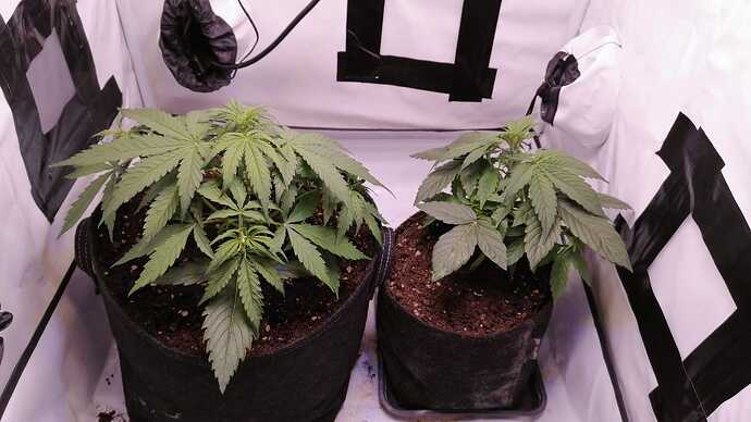 Growreport Bild 8