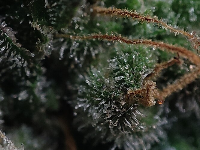 Growreport Bild 49