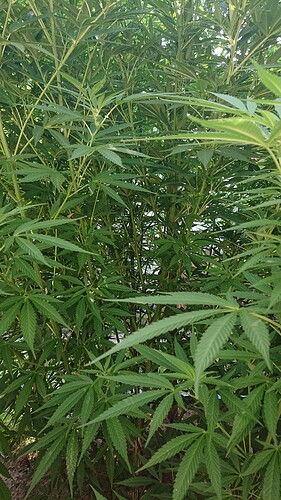 Growreport Bild 7