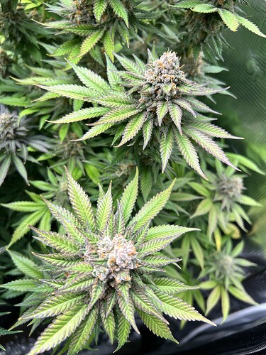 Nahaufnahme einer blühenden Cannabispflanze mit violetten und grünen Blättern und harzigen Blütenständen in einem Growzelt.