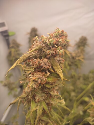 Growreport Bild 10