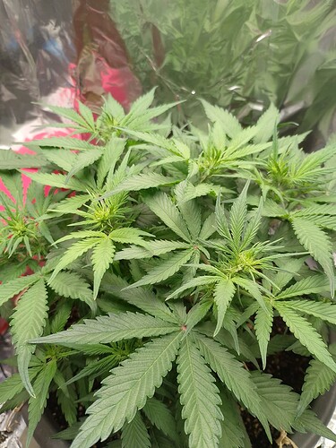 IMG_20240519_200341_PORTRAIT