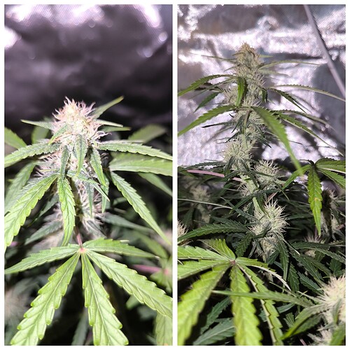 Growreport Bild 15