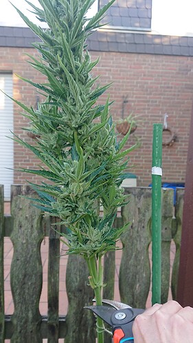 Growreport Bild 10