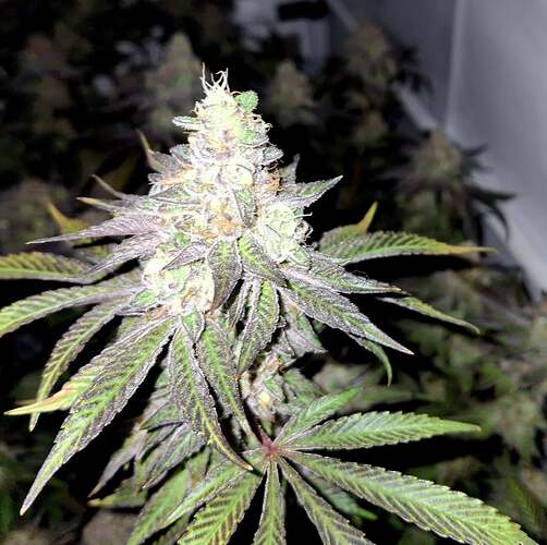 Growreport Bild 24