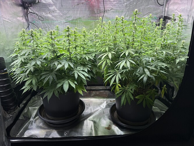 Growreport Bild 41