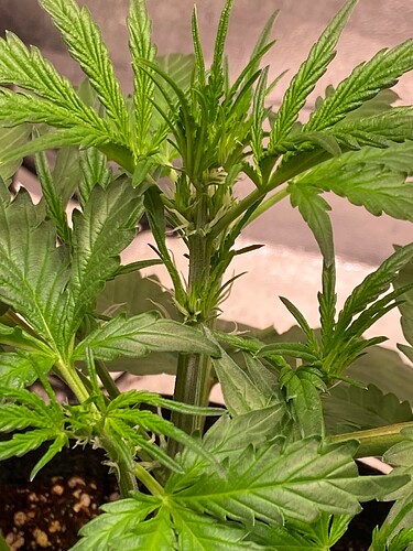 Growreport Bild 15