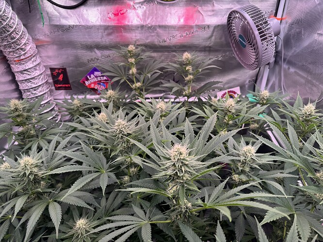 Growreport Bild 3