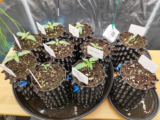 Growreport Bild 7