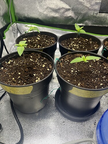 Growreport Bild 1