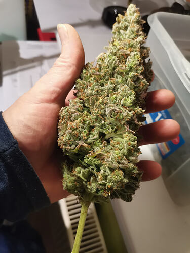 MOP, big Buds (2)
