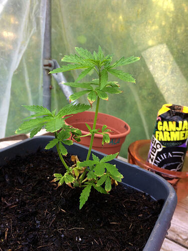 Grow26070823