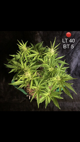 Growreport Bild 4