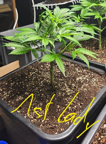Growreport Bild 6