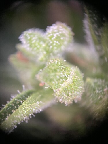 Growreport Bild 21