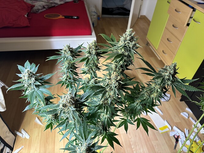 Growreport Bild 107