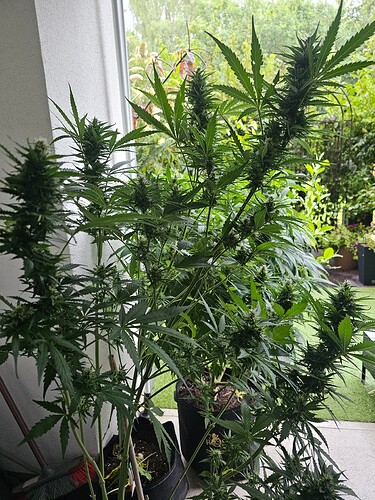 Growreport Bild 6
