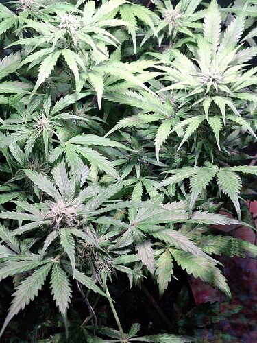Growreport Bild 3
