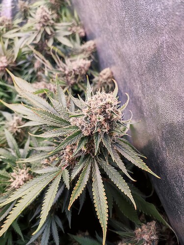 Growreport Bild 27