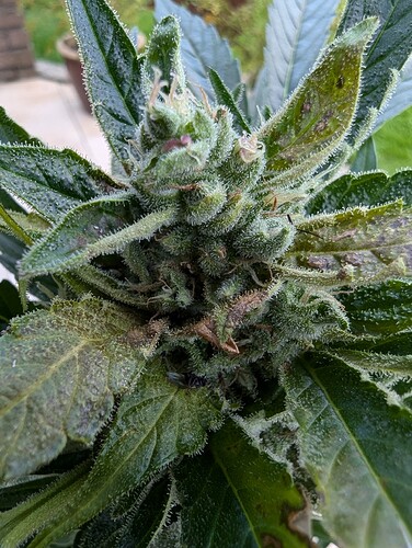 PXL_20240803_114526520