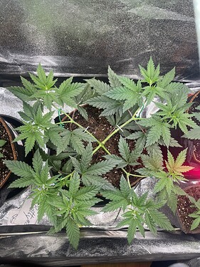 Growreport Bild 25