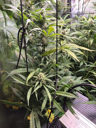 Growreport Bild 29