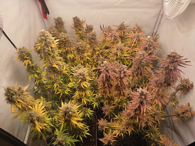 Growreport Bild 2