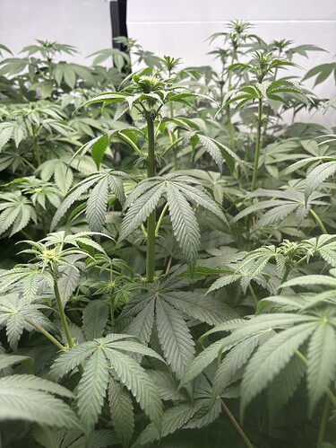 Growreport Bild 41