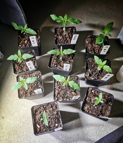 IMG_20241128_203310-01