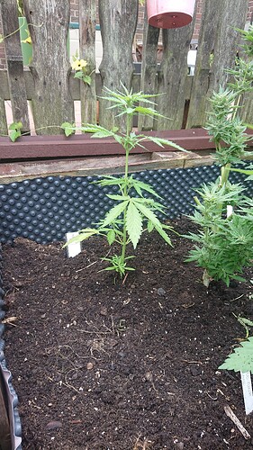 Growreport Bild 9