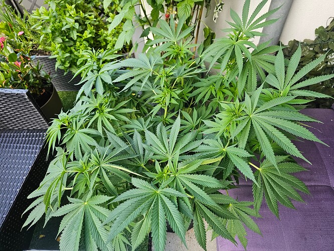 Growreport Bild 32