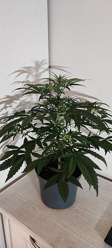 Growreport Bild 3