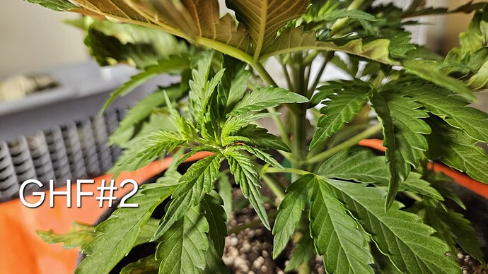 Growreport Bild 25