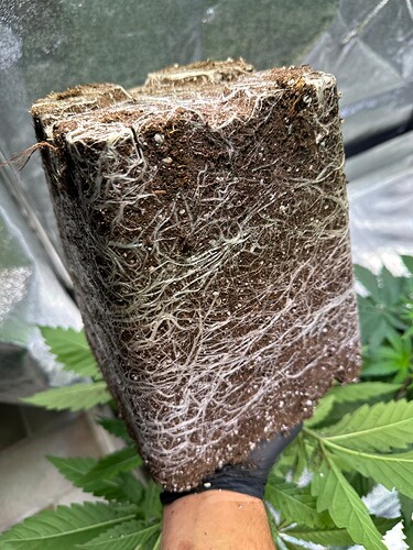 Growreport Bild 50