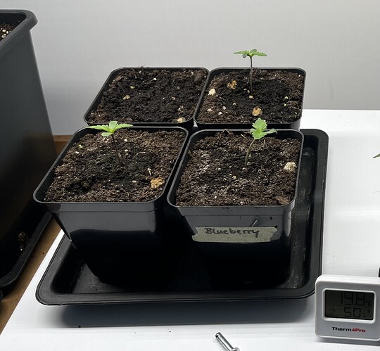 Growreport Bild 1
