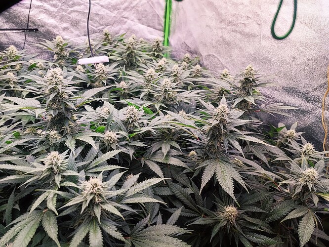 Growreport Bild 9