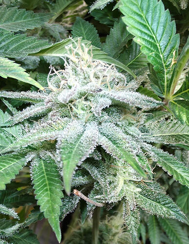Growreport Bild 16