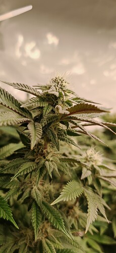 Growreport Bild 12