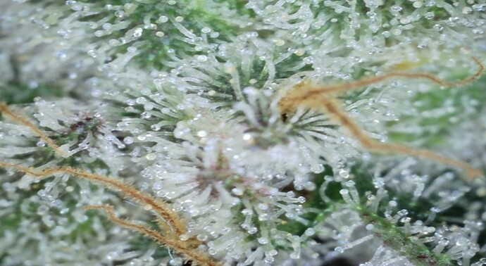 Growreport Bild 14