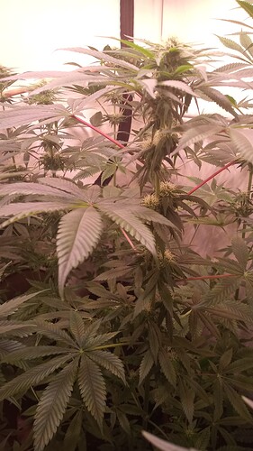 Growreport Bild 31