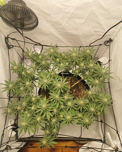 Growreport Bild 9