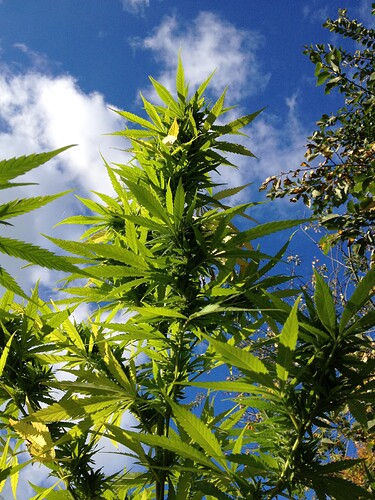 Grow25_1018_MexicanErnte_02