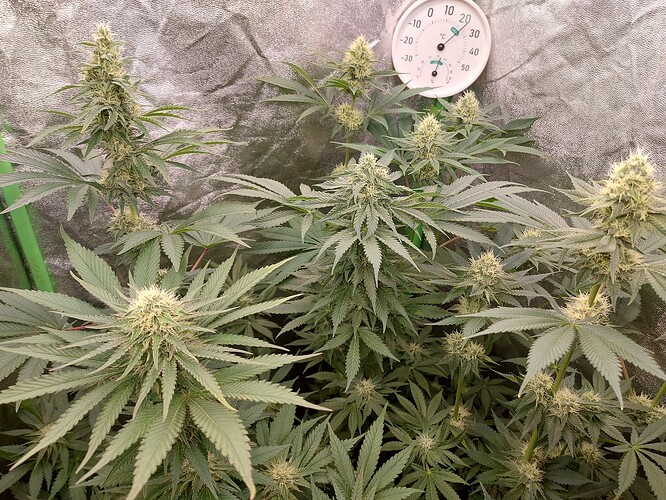 Growreport Bild 4
