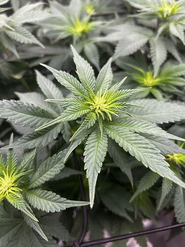Growreport Bild 4