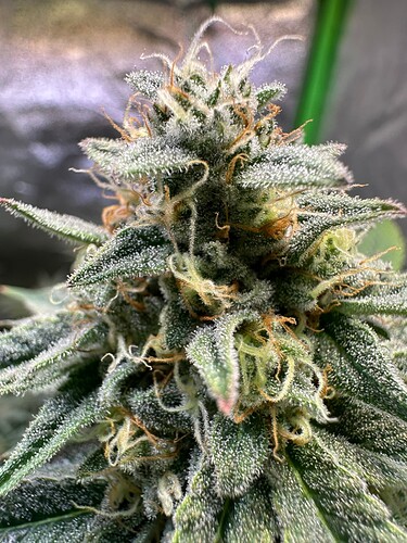 Growreport Bild 7