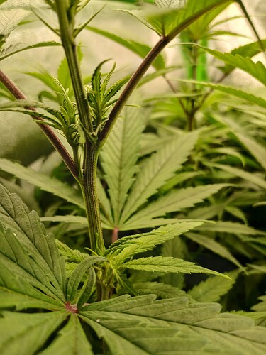 Growreport Bild 2
