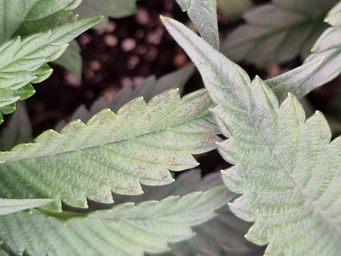 Growreport Bild 3