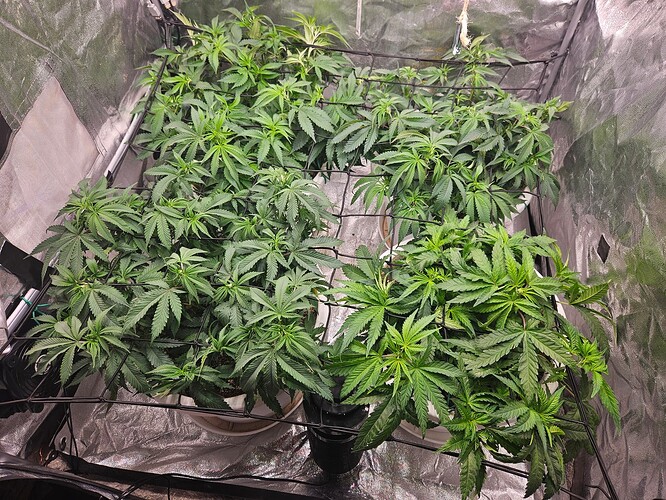 Growreport Bild 1