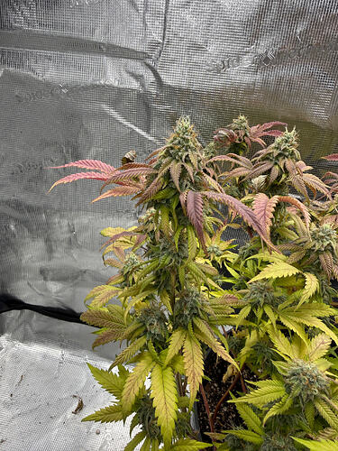 Growreport Bild 54